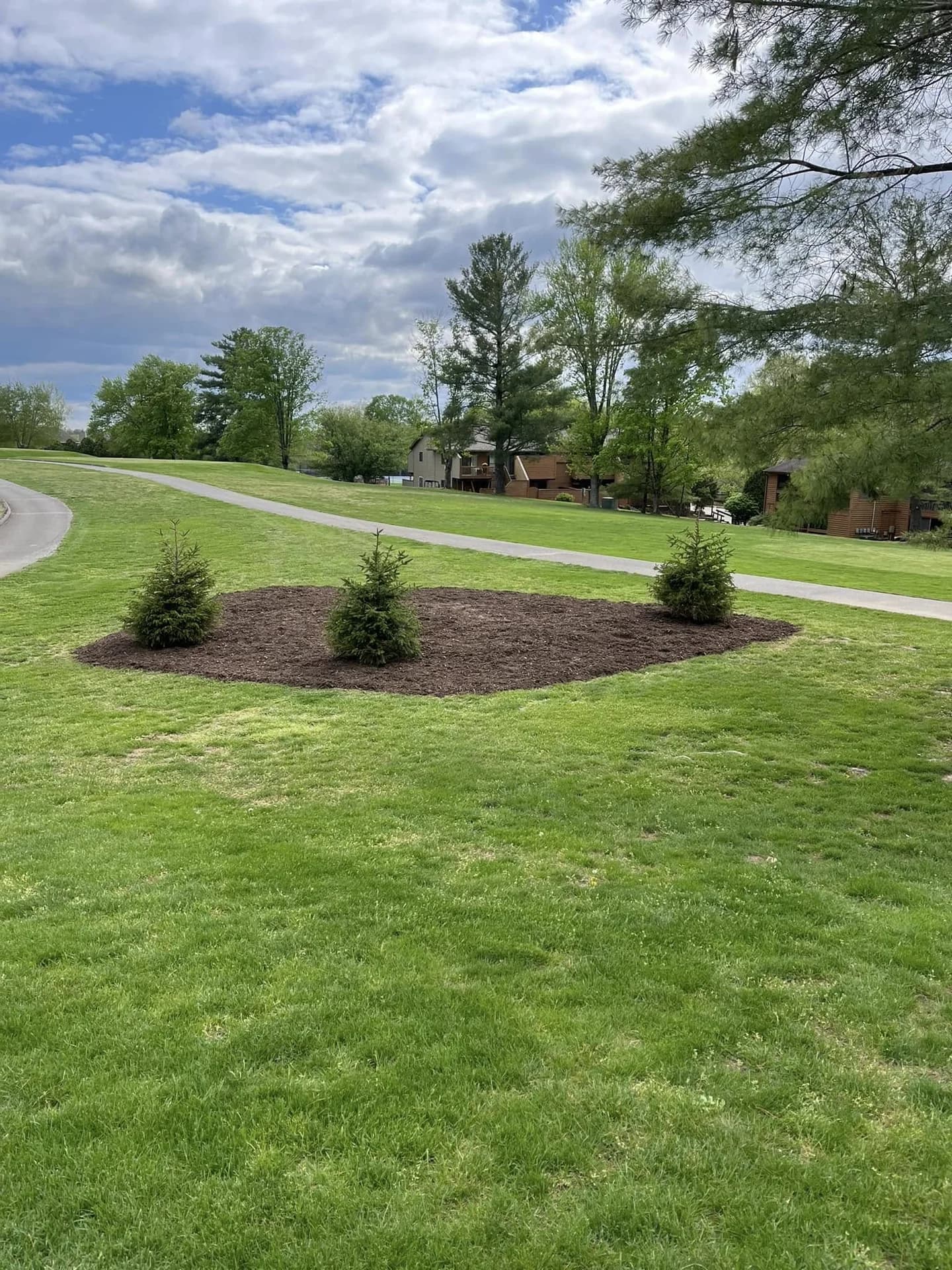 Completed mulched landscape bed with three evergreen trees in a large lawn